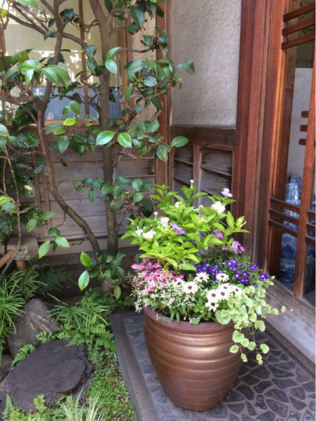寄せ植えのお花